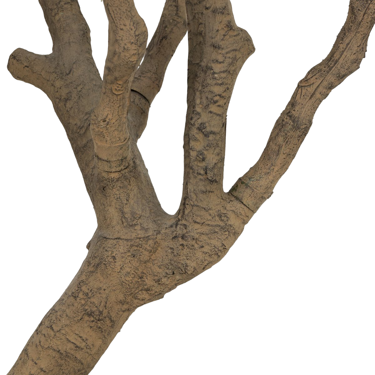 8' Wide Olive Tree