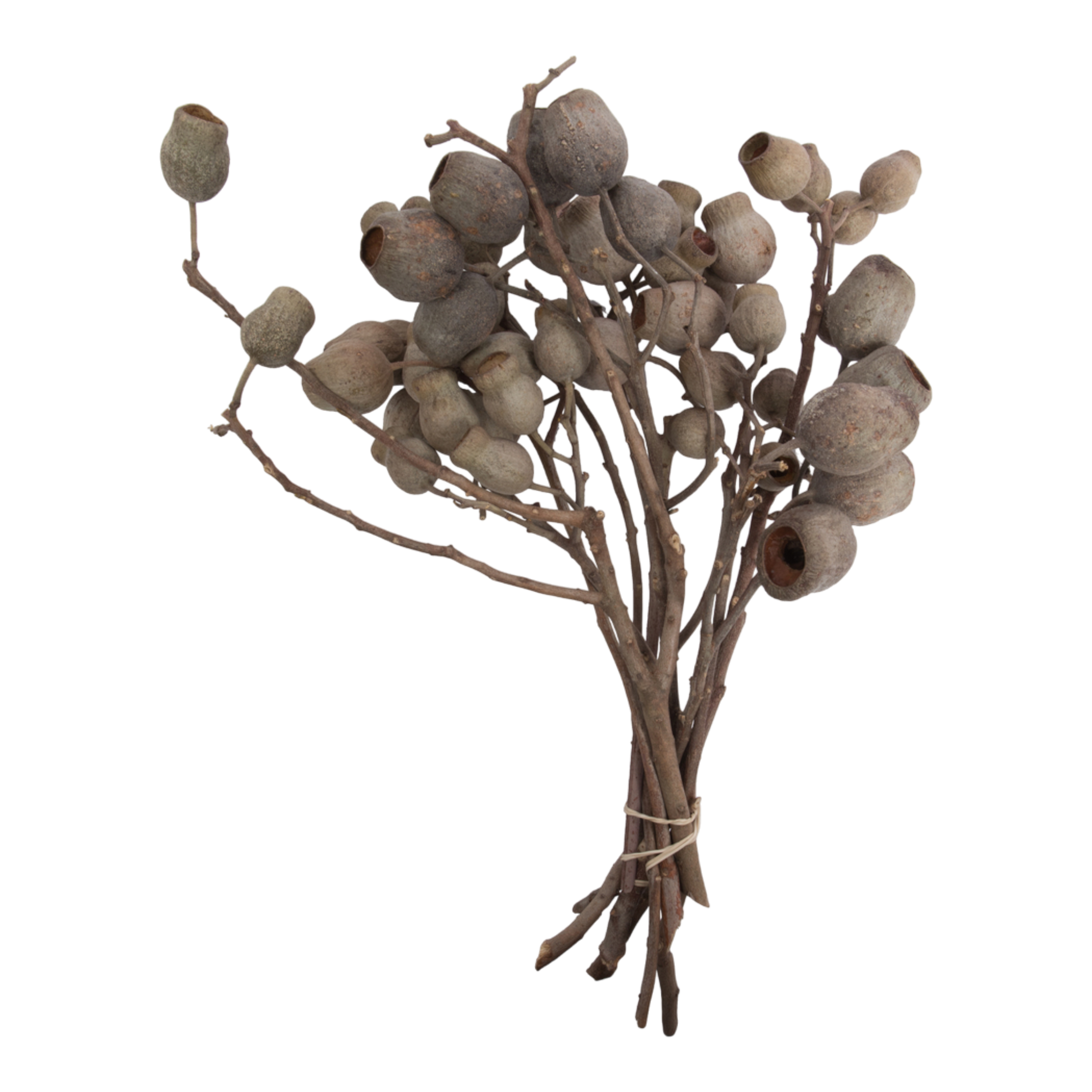 Natural Bellgum Branch Bundle