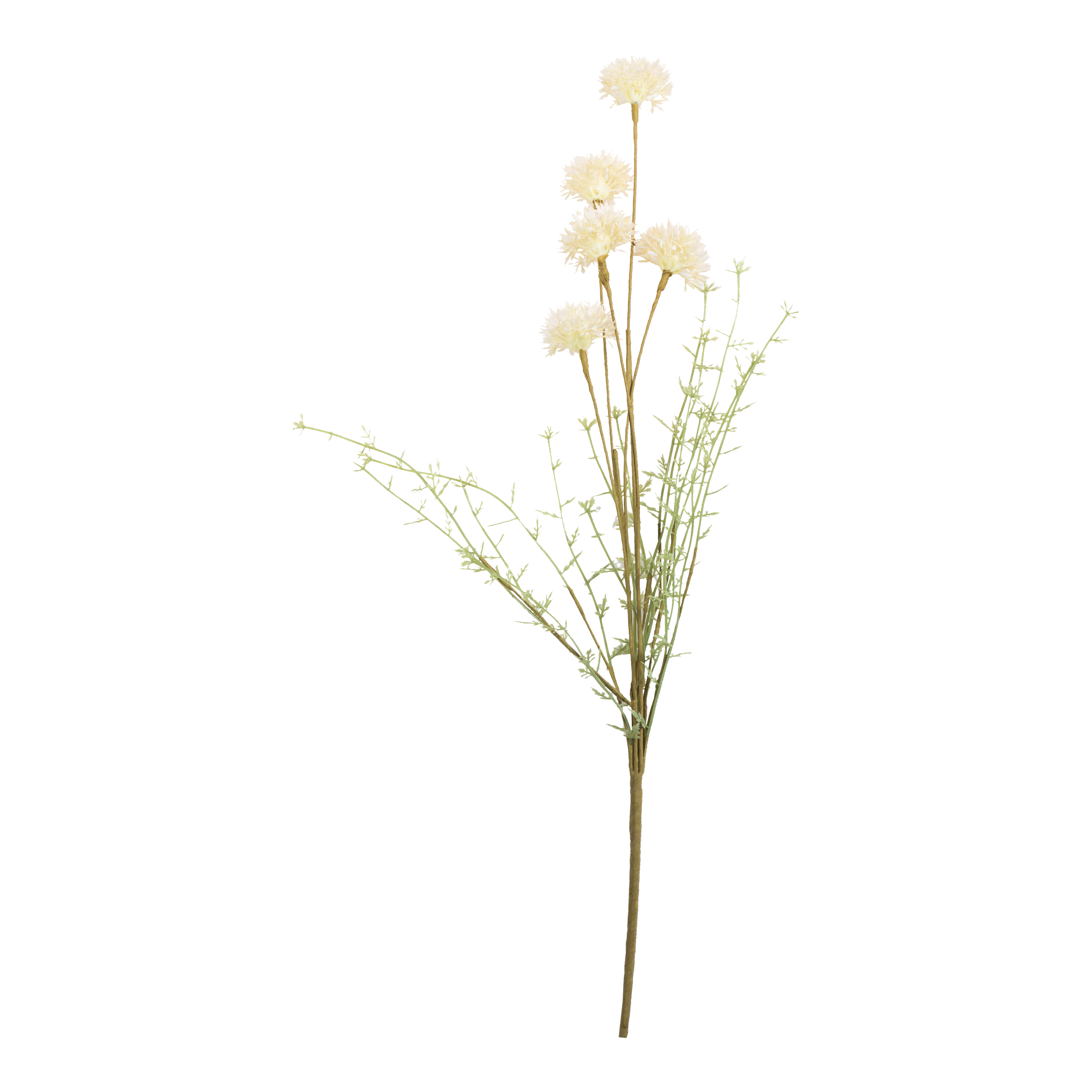 Melaleuca Stem