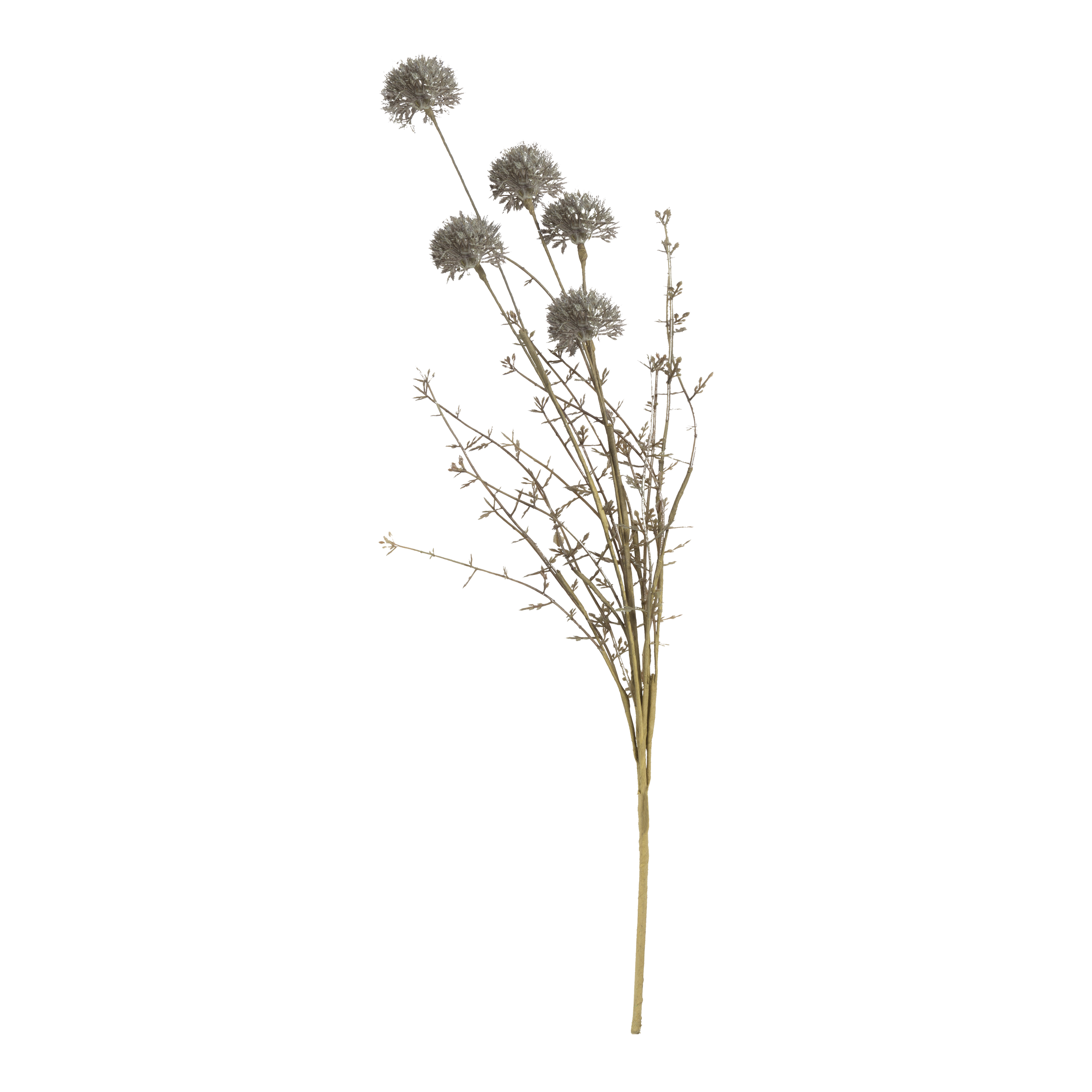 Melaleuca Stem