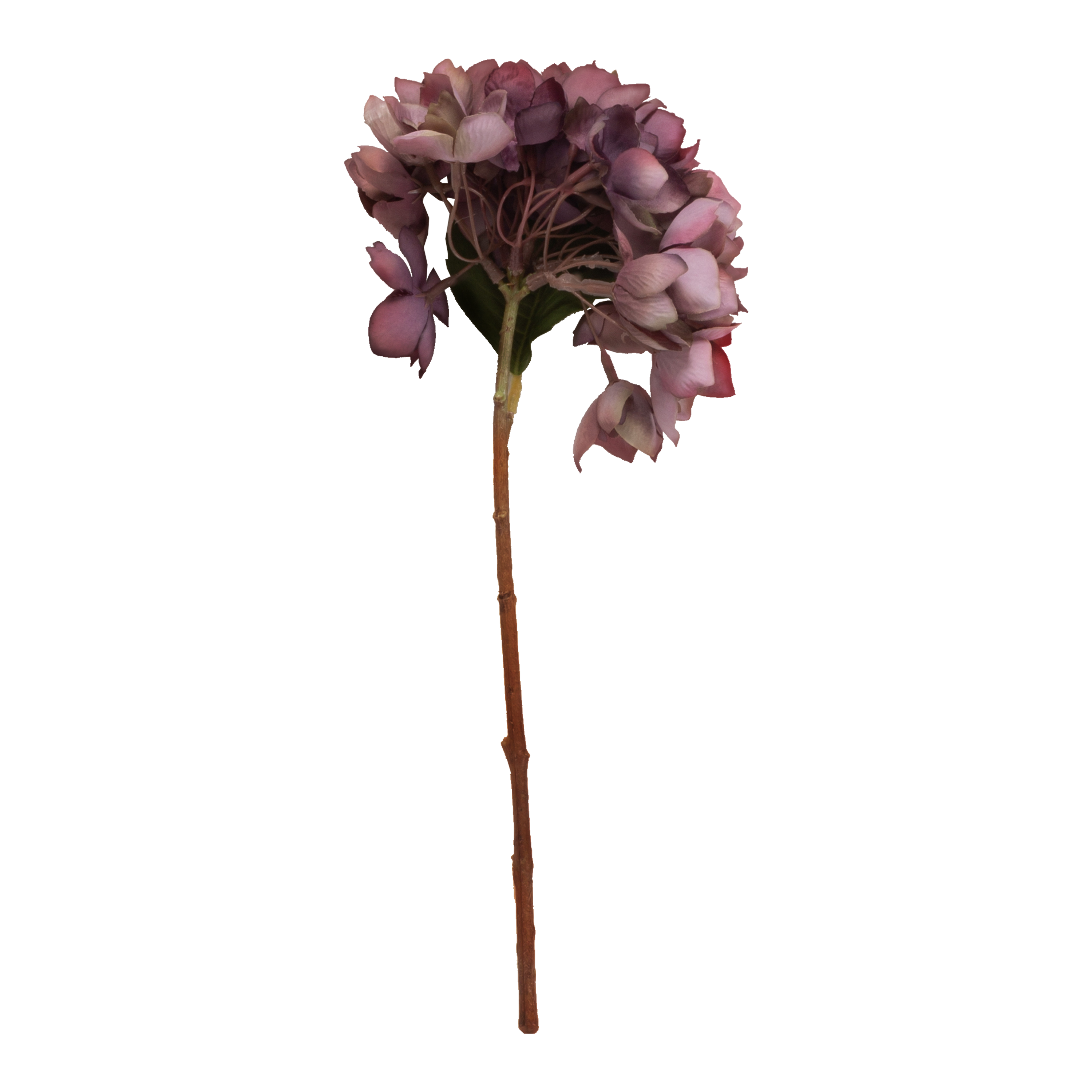 Hydrangea Stem