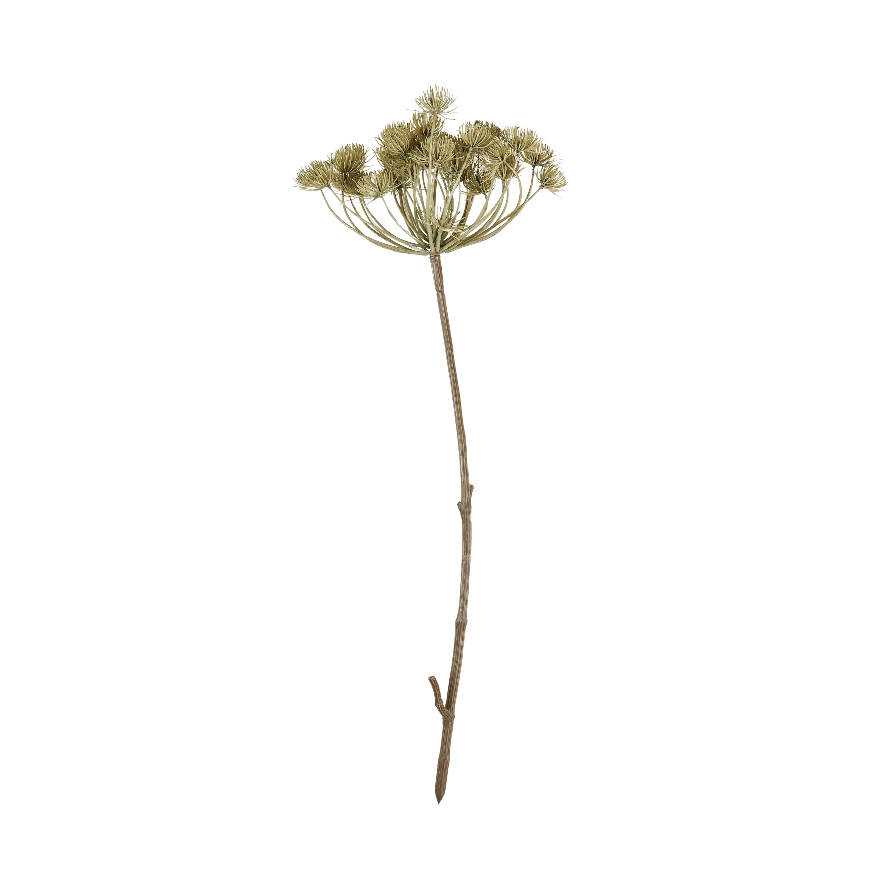 Angelica Haze Stem