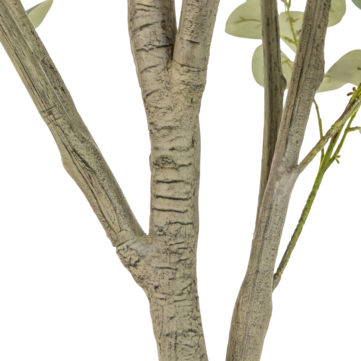 9' Eucalyptus Tree