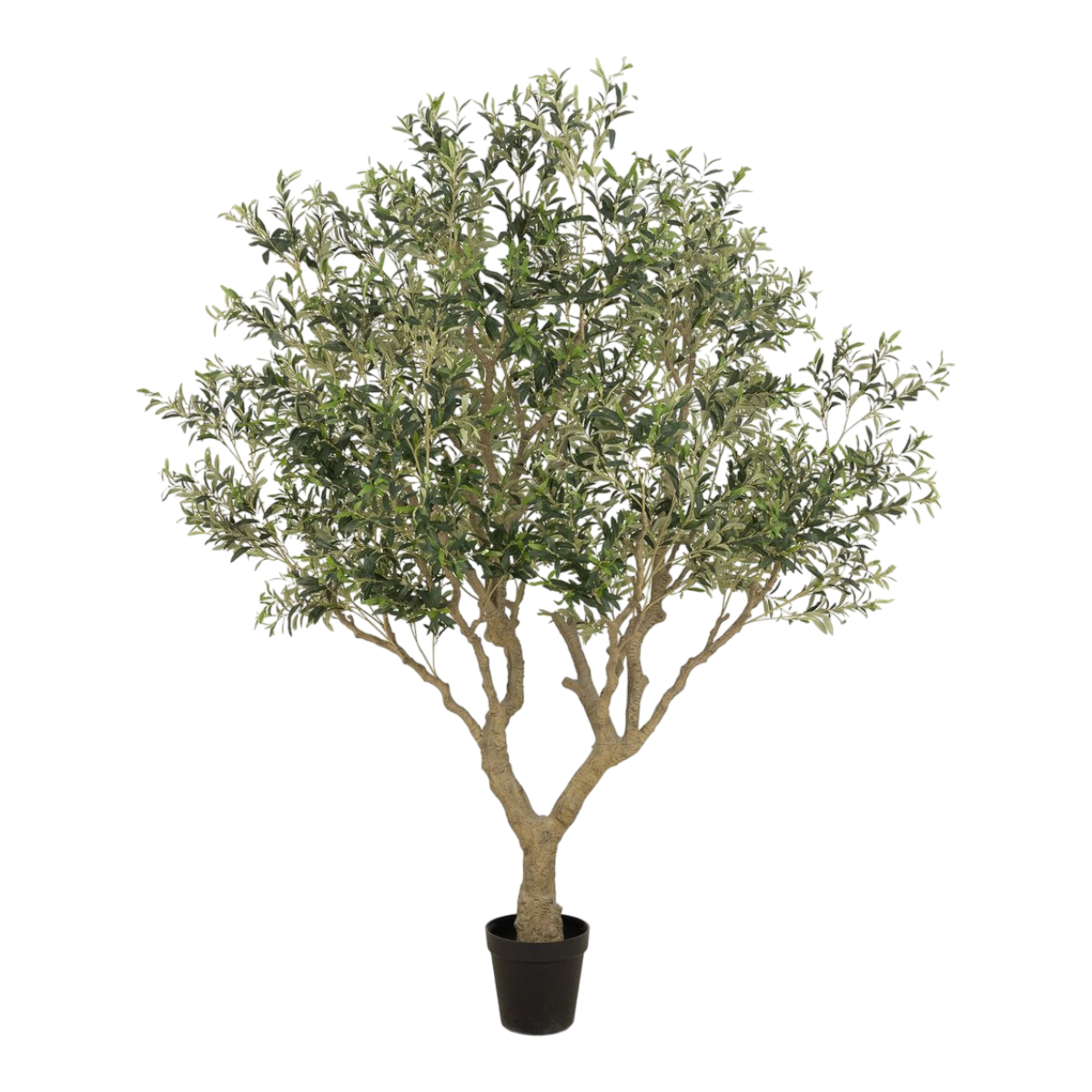8' Wide Olive Tree