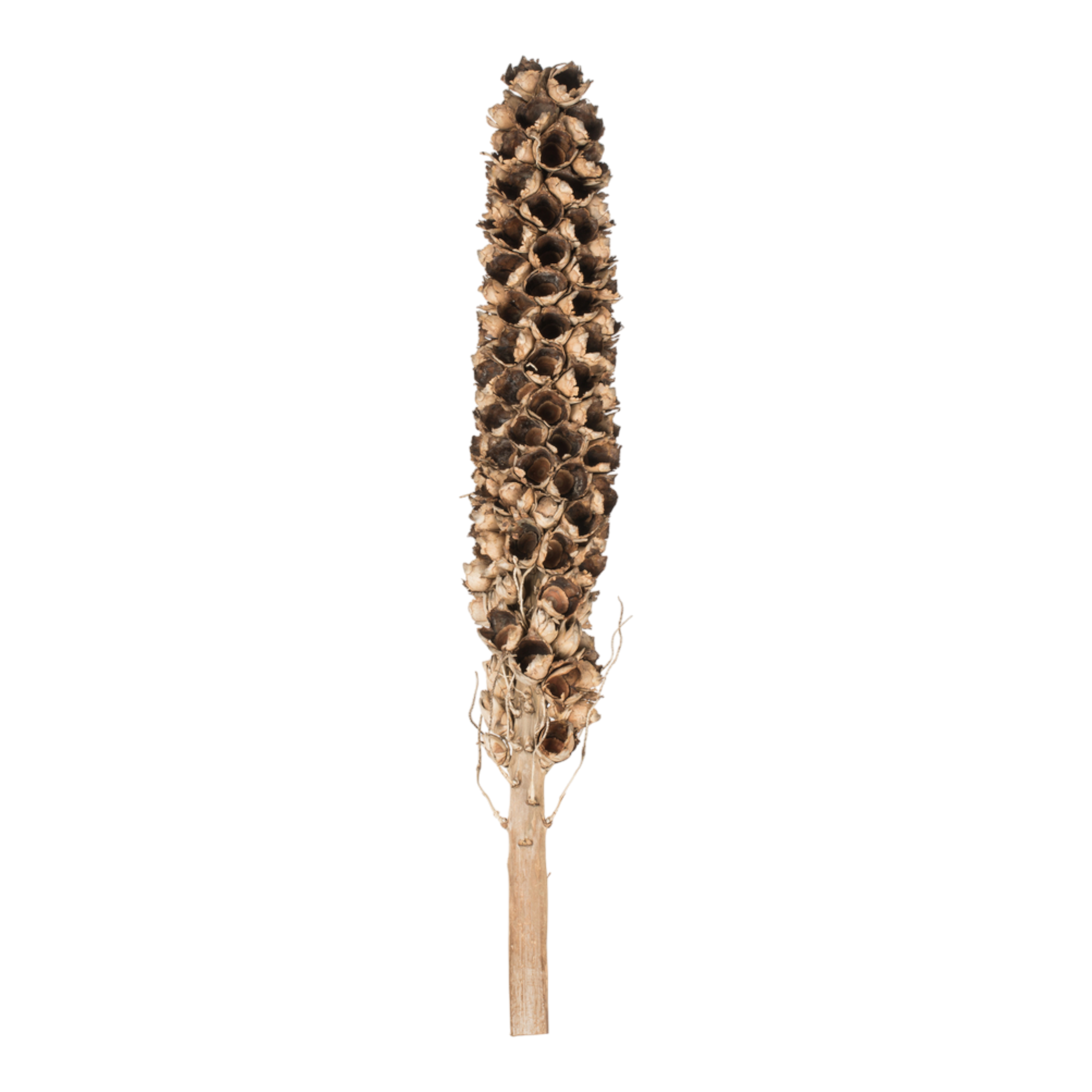 Natural Giant Seed Pod