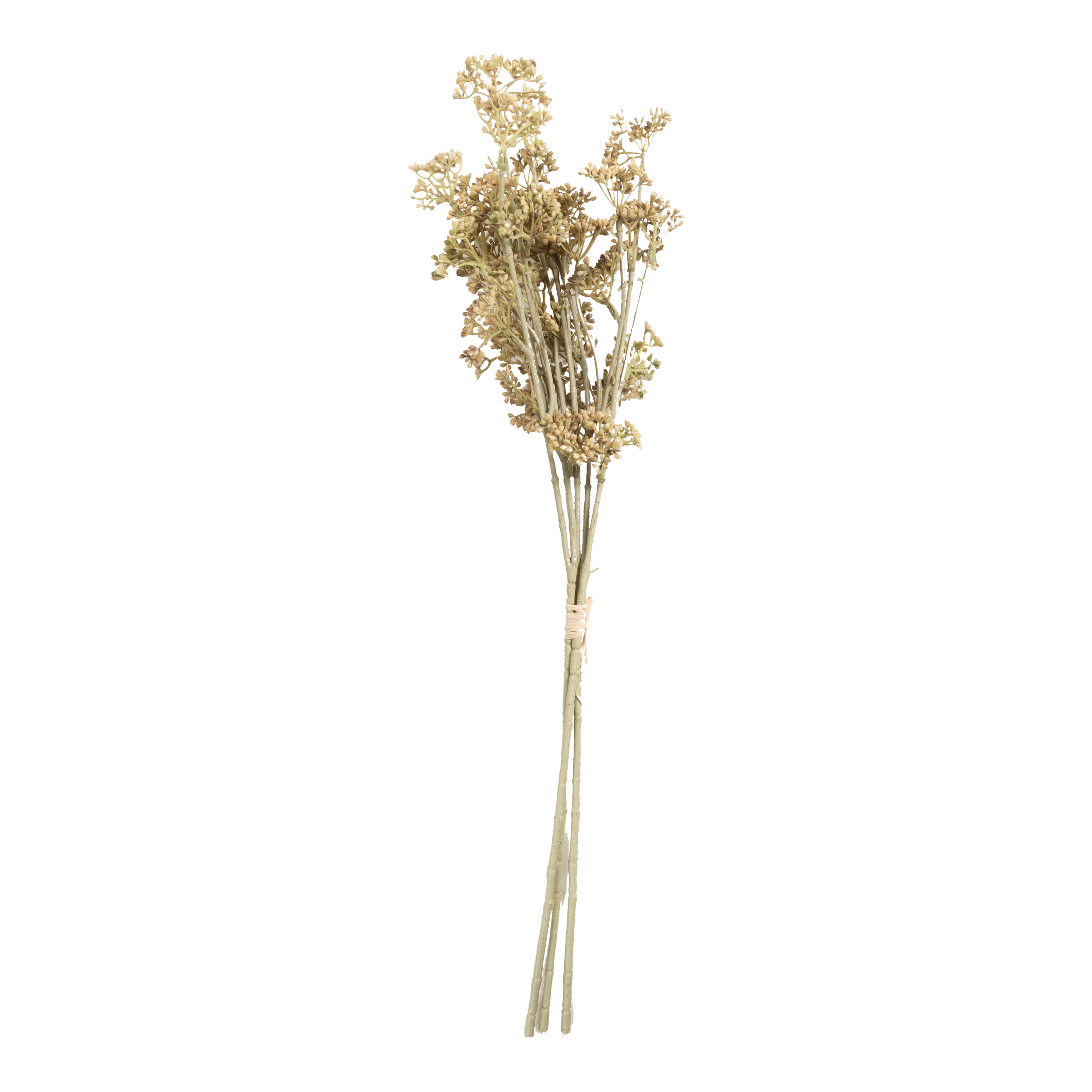 Meadow Sedge Stem
