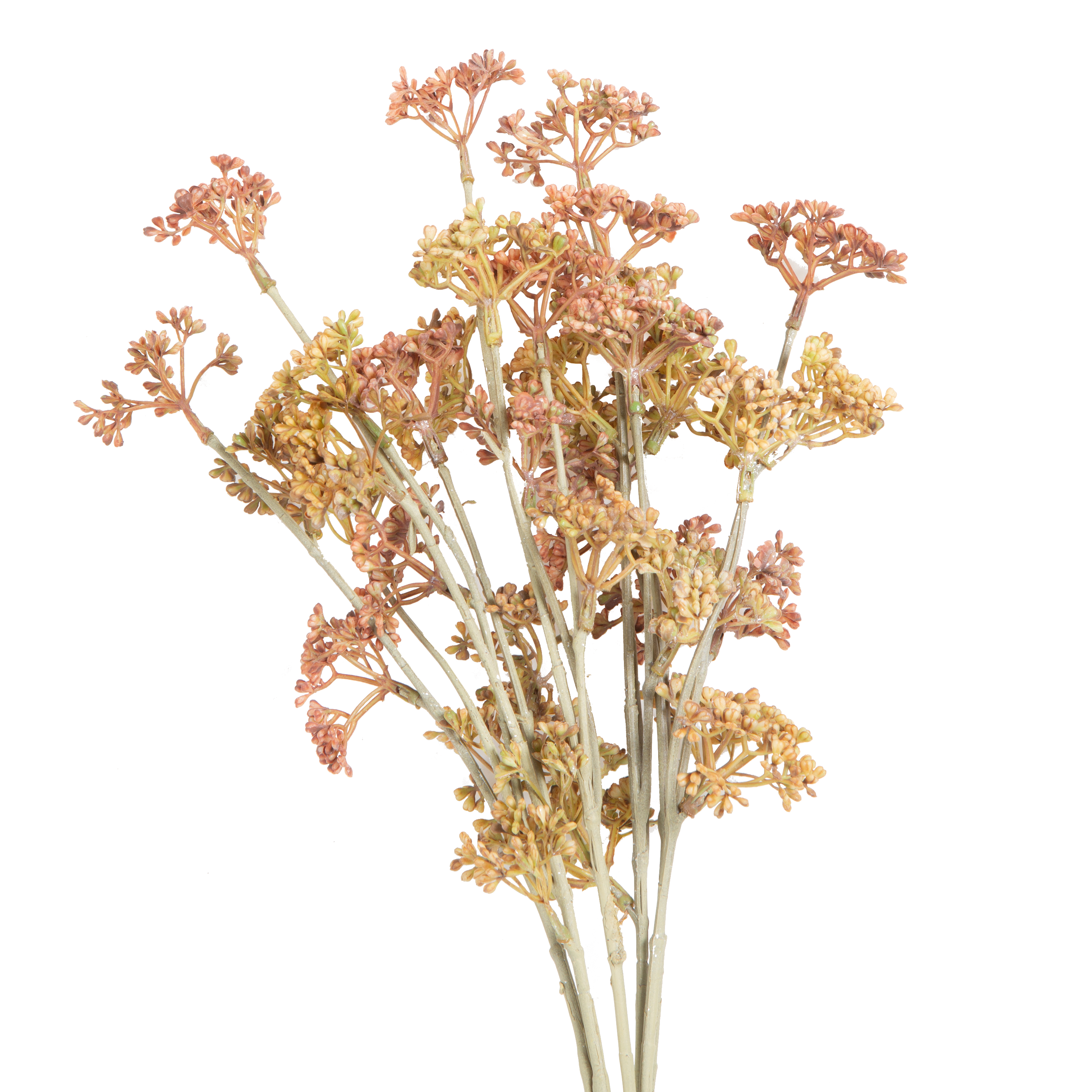 Meadow Sedge Stem