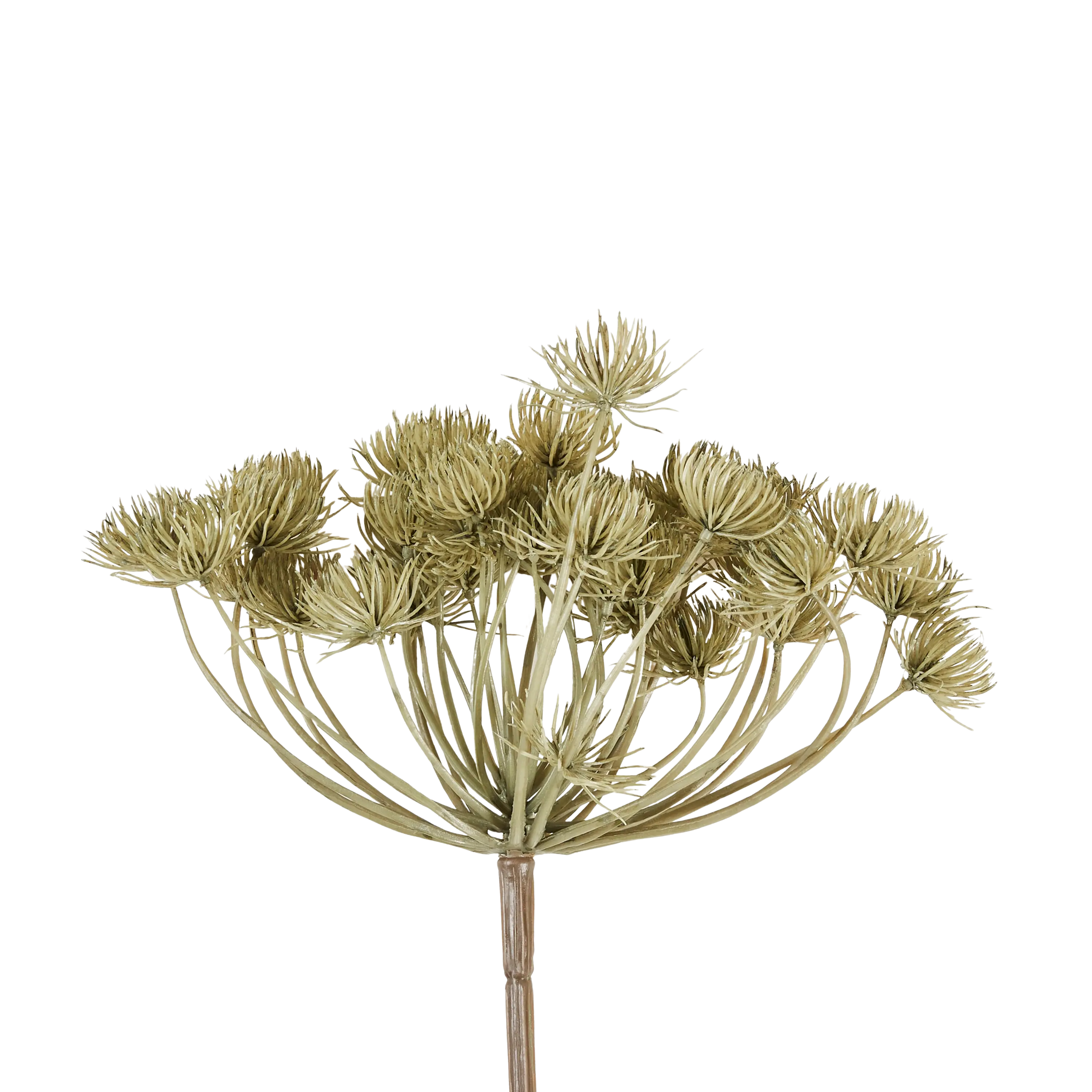 Angelica Haze Stem
