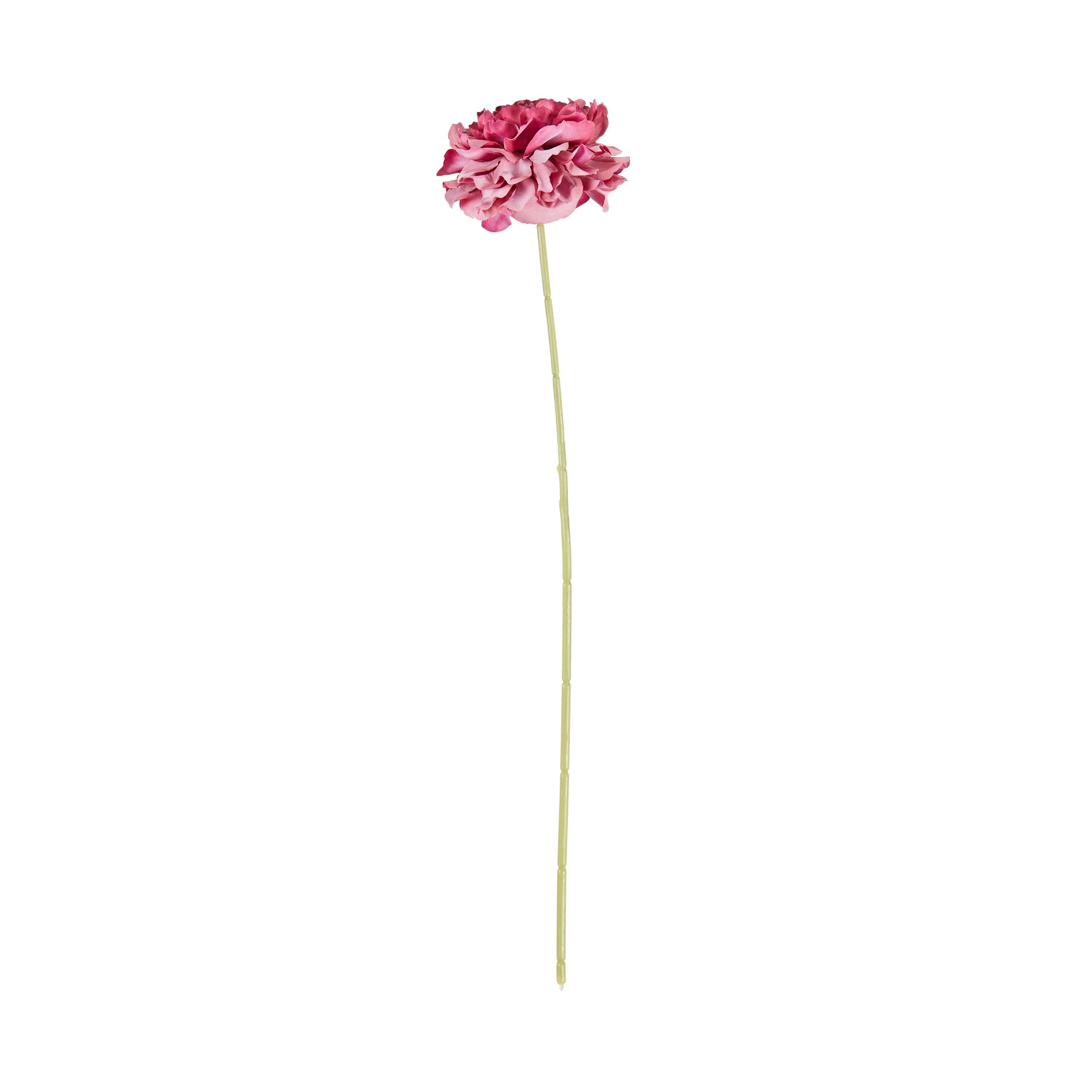 Carnation Stem