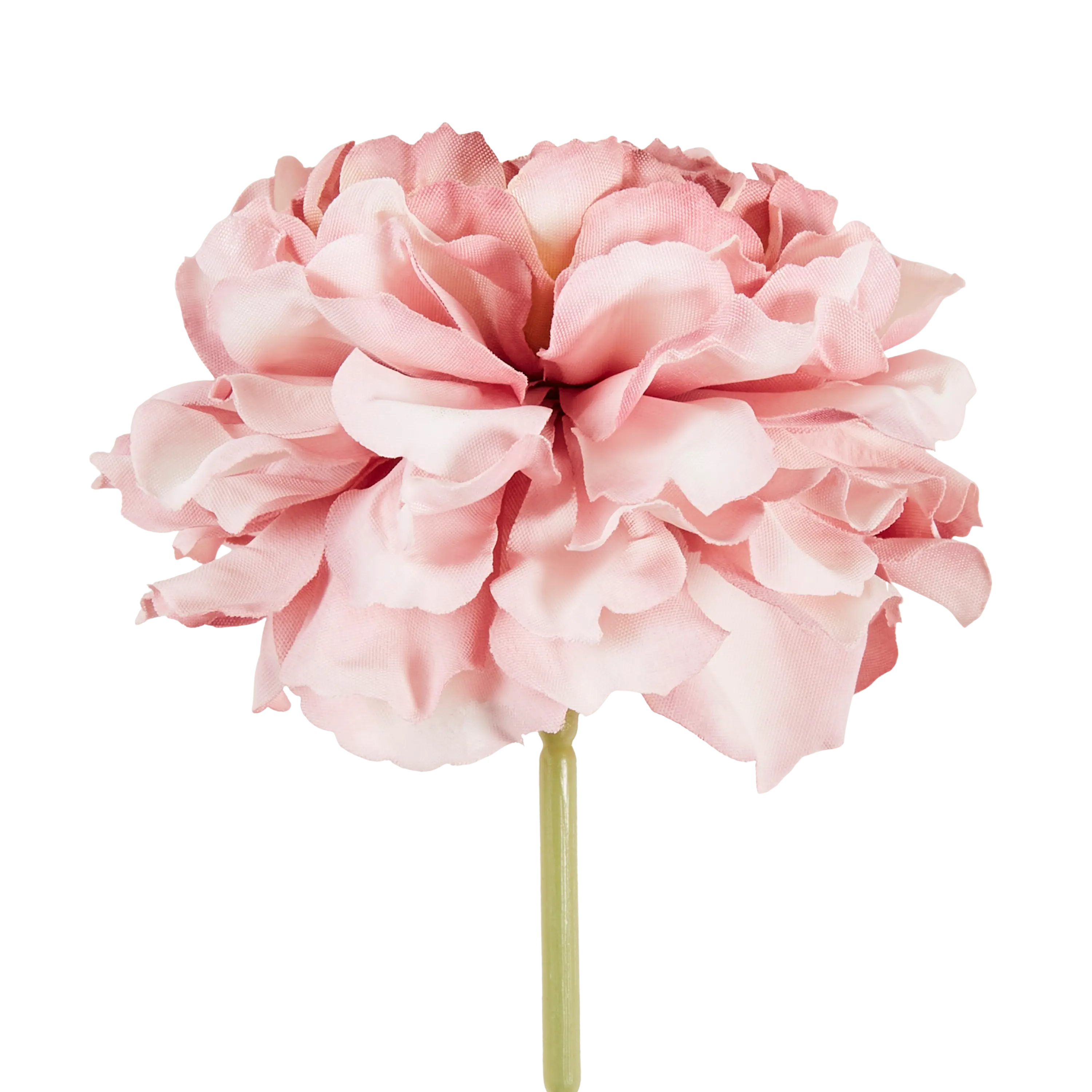 Carnation Stem