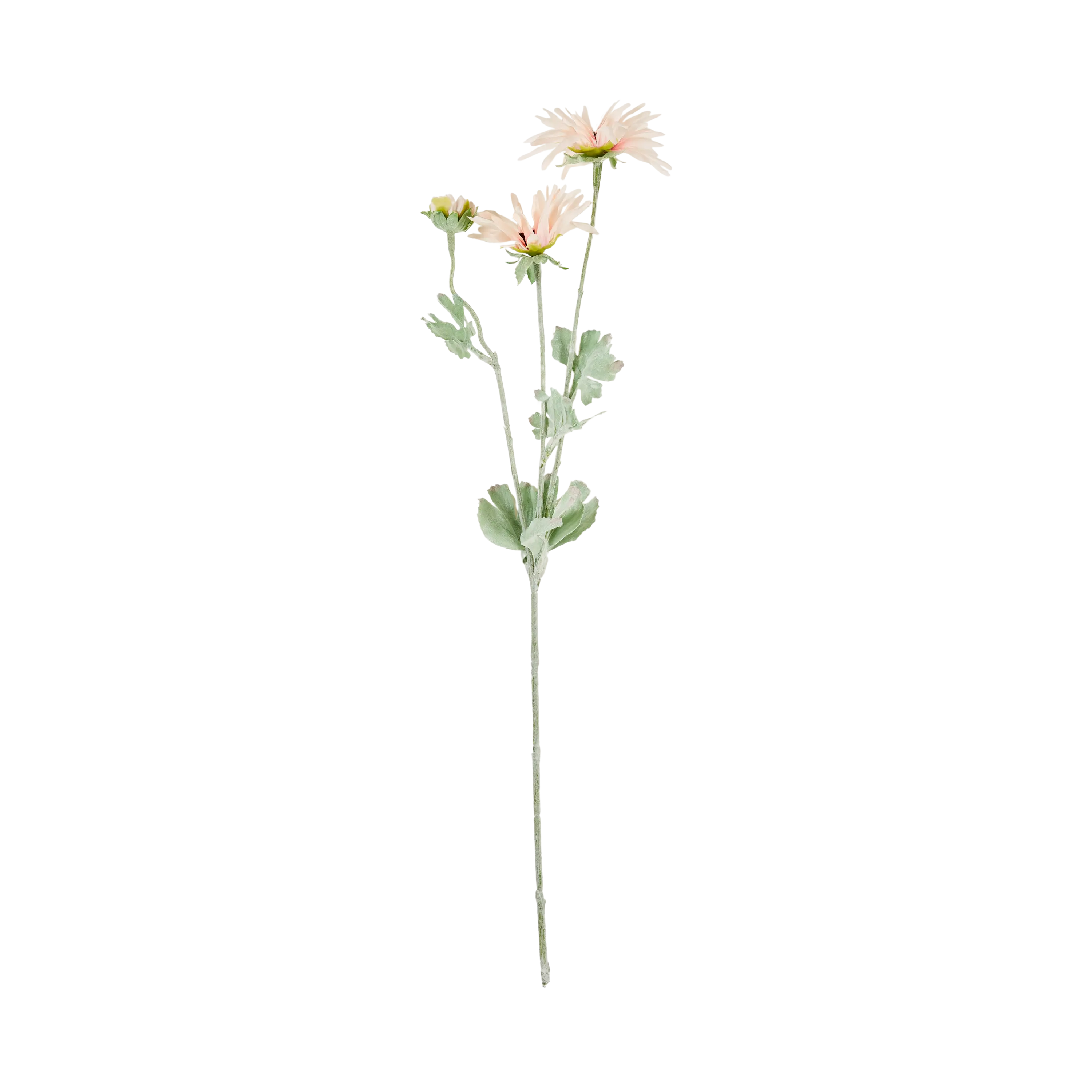 Chrysanthemum Stem