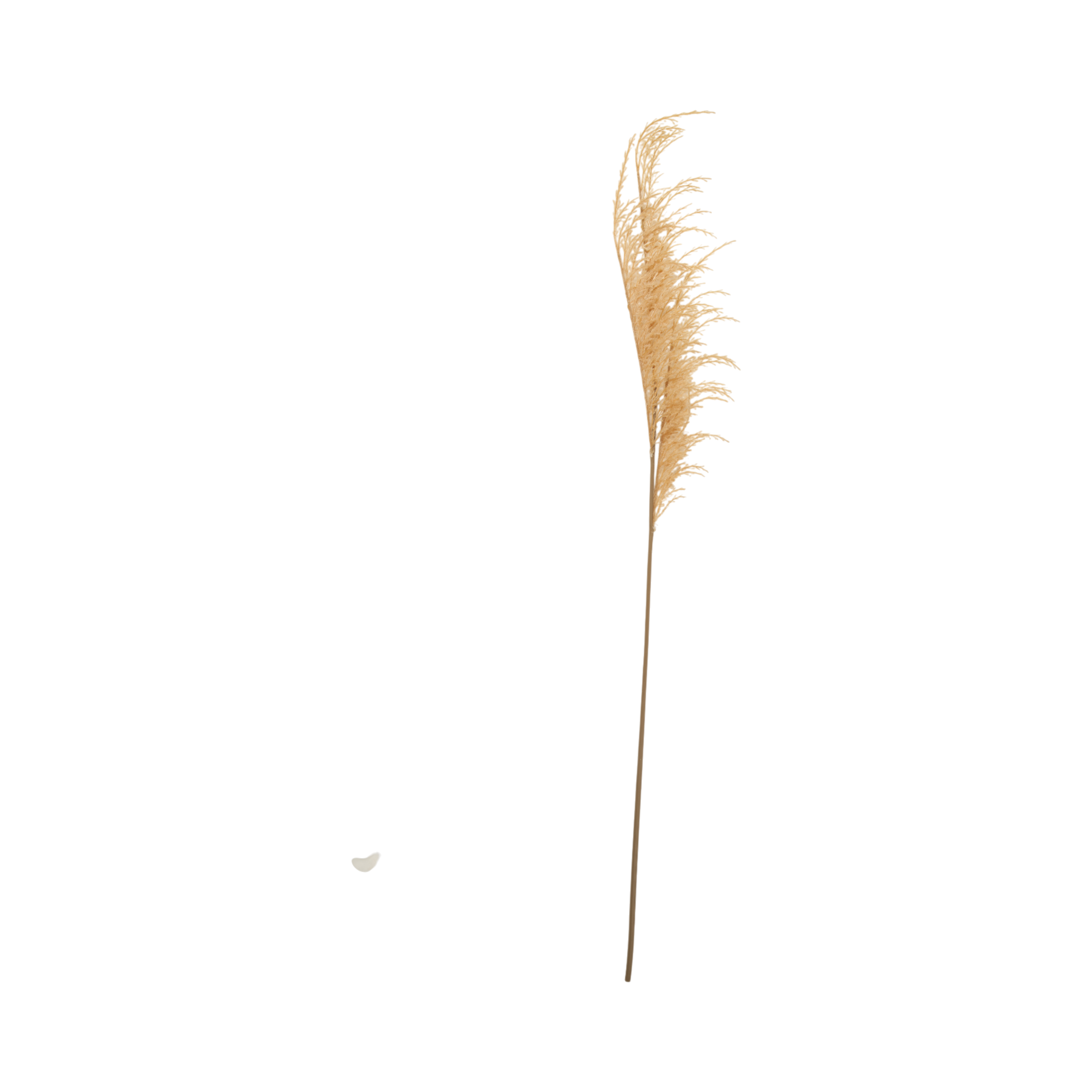 Wild Oat Grass