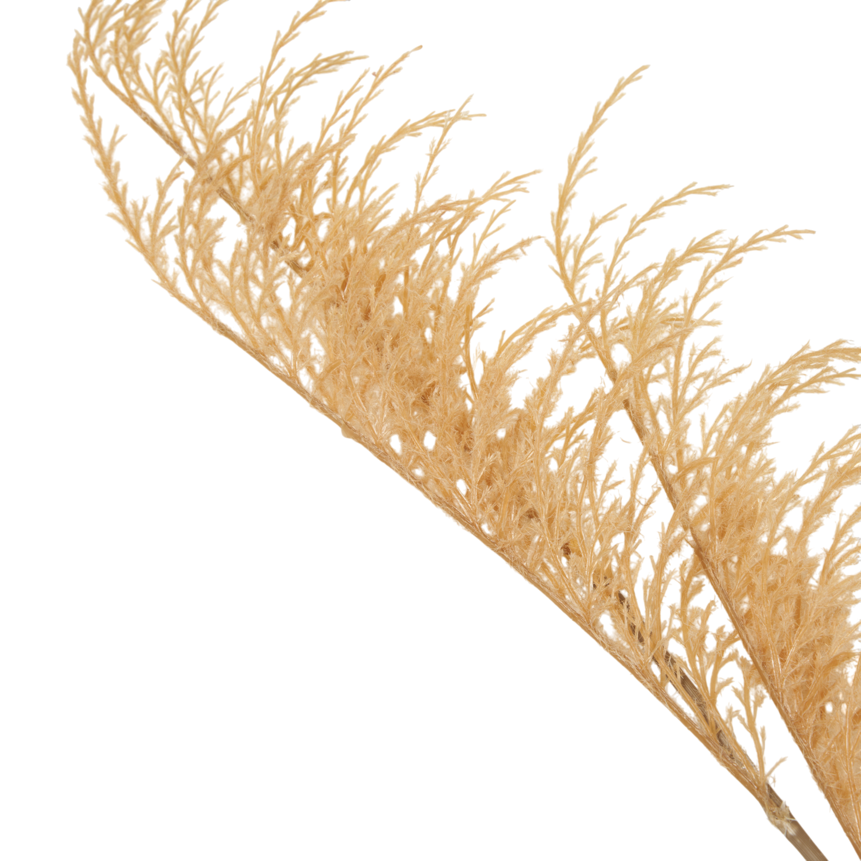 Wild Oat Grass