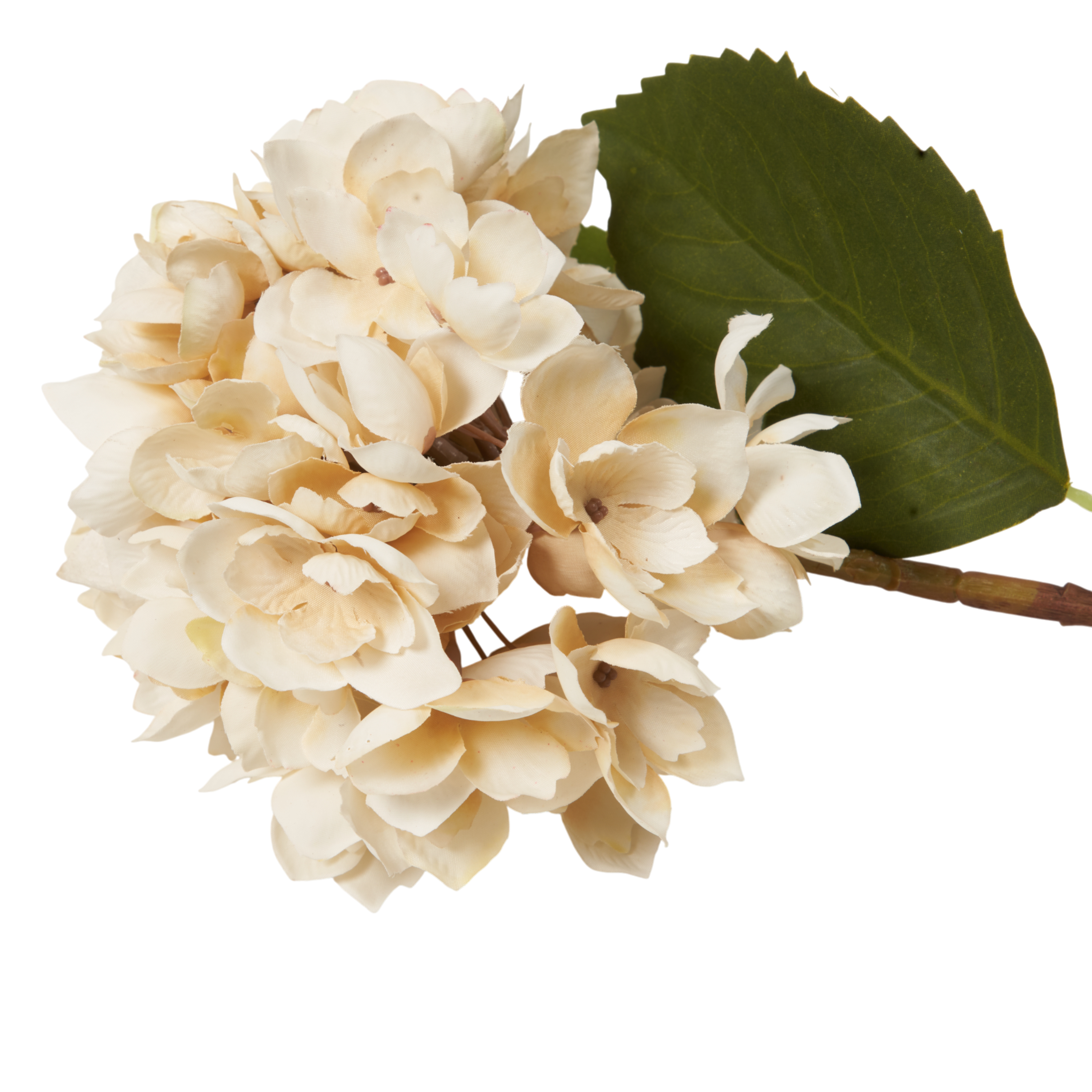 Morning Mist Hydrangea Stem