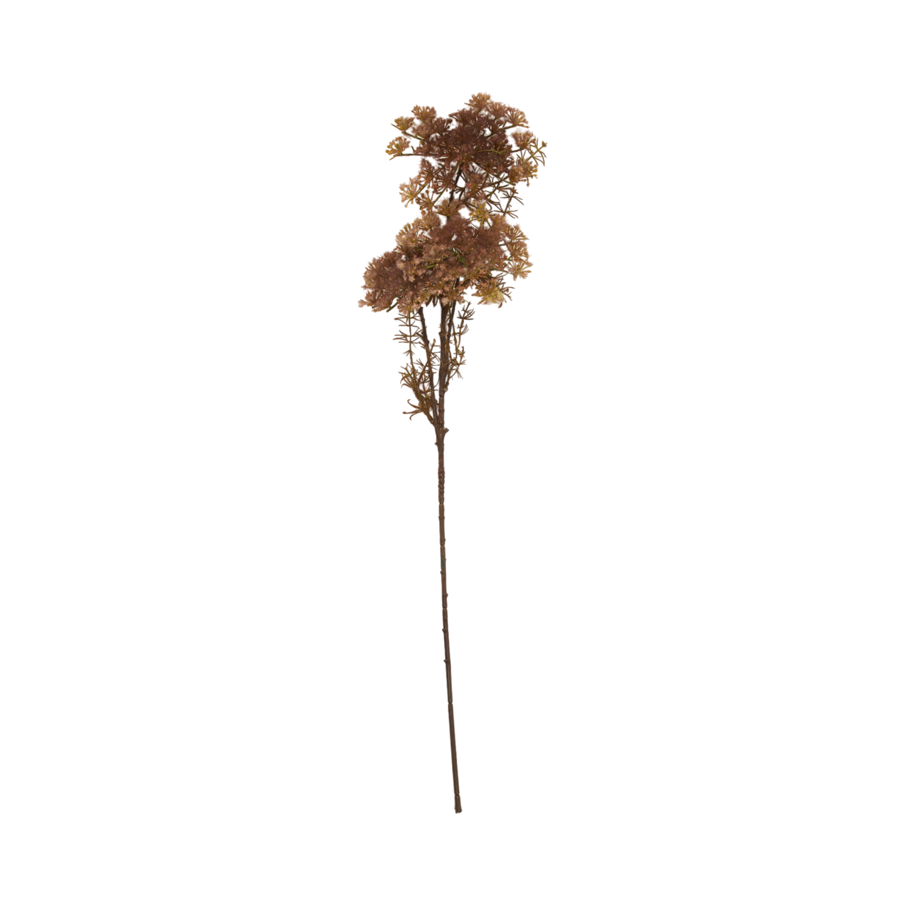 Queen Anne's Lace Stem