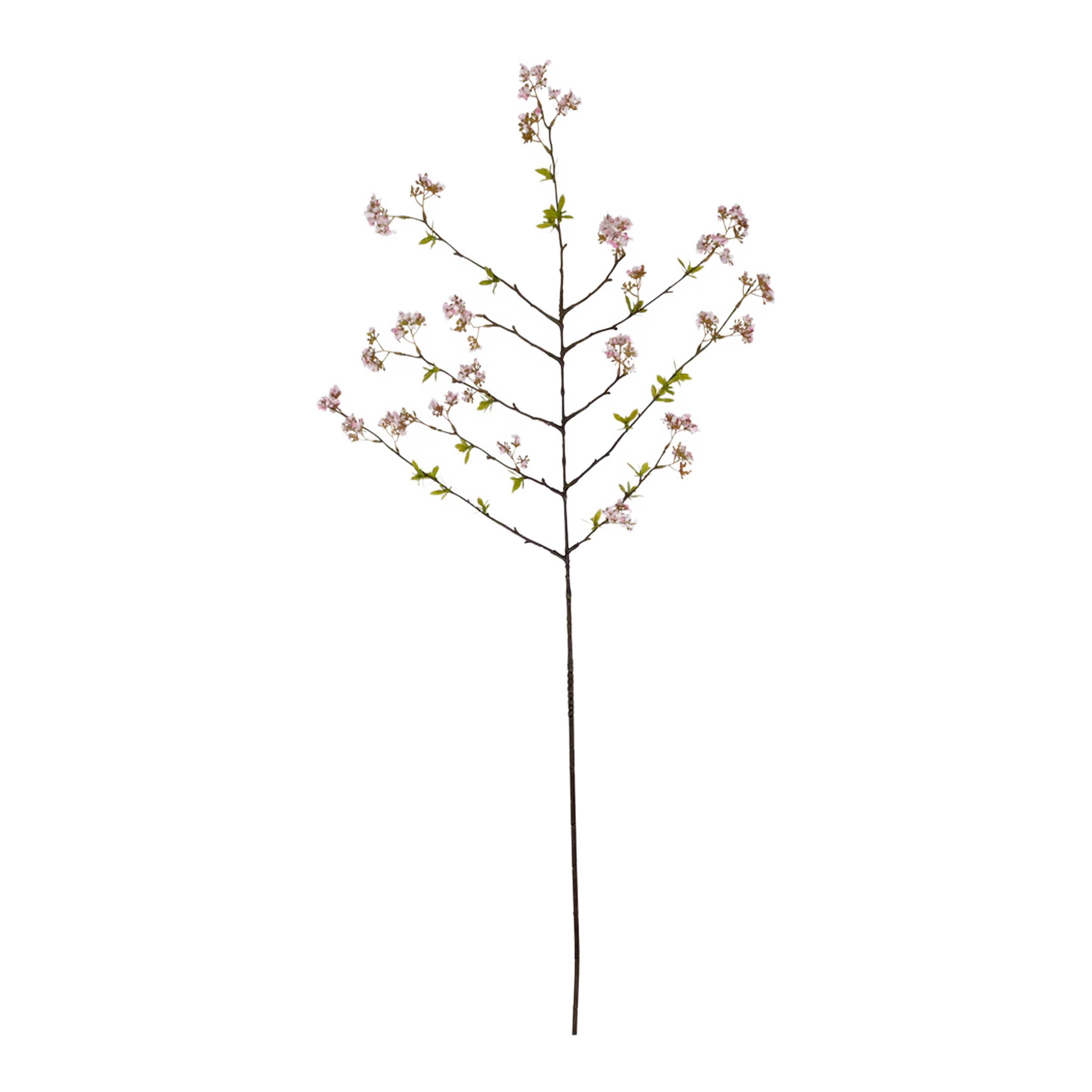 Cherry Blossom