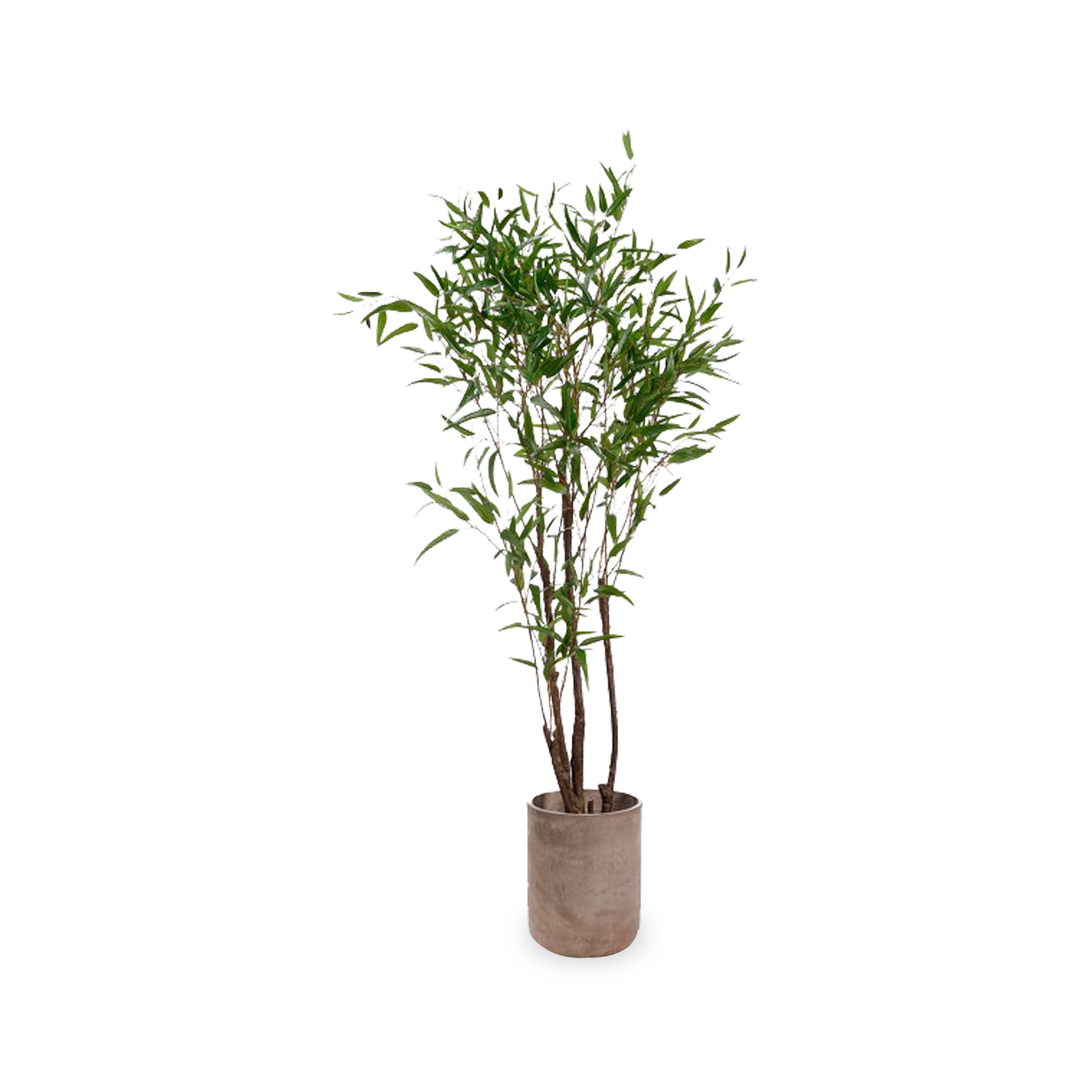 This stunning Bamboo Tree sits at 8'ft and is an elegant addition to any living space.